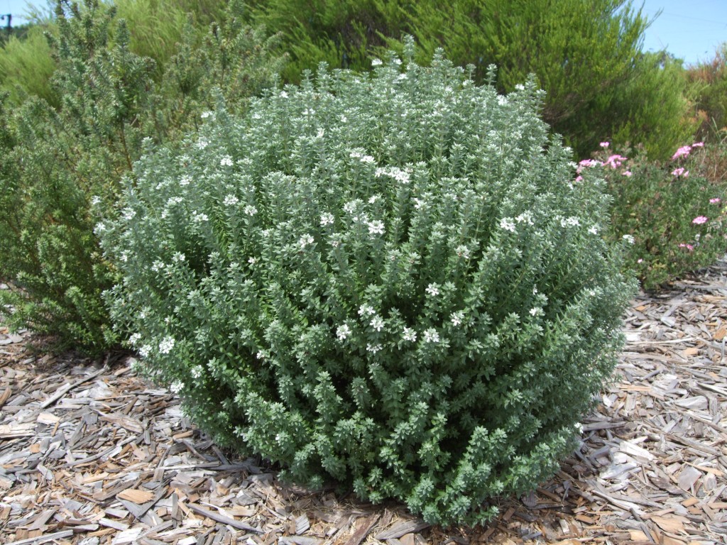 Westringia
